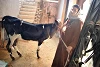 Grâce au soutien de CSI, Aziza, mère de cinq enfants, a pu acheter un veau pour l’élevage. (csi)