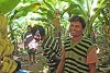 Les agriculteurs soutenus par CSI peuvent vendre les bananes sur le marché. (csi)