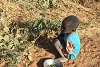 Cet enfant cueille des feuilles sauvages pour sa famille. La famine oblige les personnes à s’en nourrir. (csi)